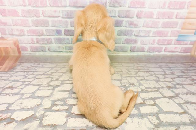 福島県のカニンヘンダックスフンド(ロング) (Coo&RIKUいわき店/2025年8月24日生まれ/男の子/イエロー)の子犬の4枚目の画像