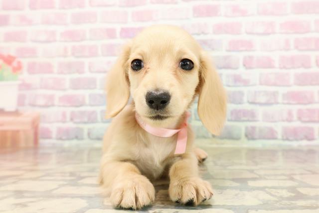 福島県のカニンヘンダックスフンド(ロング) (Coo&RIKU会津若松店/2025年8月24日生まれ/女の子/イエロー)の子犬の1枚目の画像