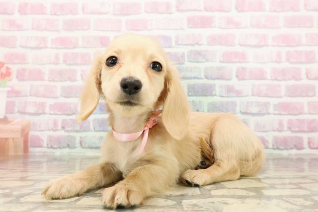 福島県のカニンヘンダックスフンド(ロング) (Coo&RIKU会津若松店/2025年8月24日生まれ/女の子/イエロー)の子犬の2枚目の画像