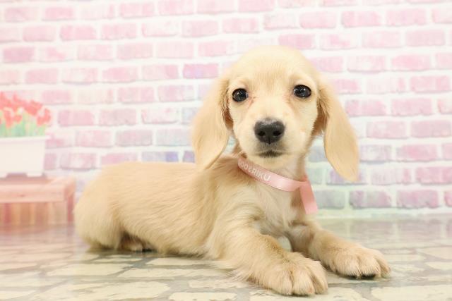 福島県のカニンヘンダックスフンド(ロング) (Coo&RIKU会津若松店/2025年8月24日生まれ/女の子/イエロー)の子犬の3枚目の画像