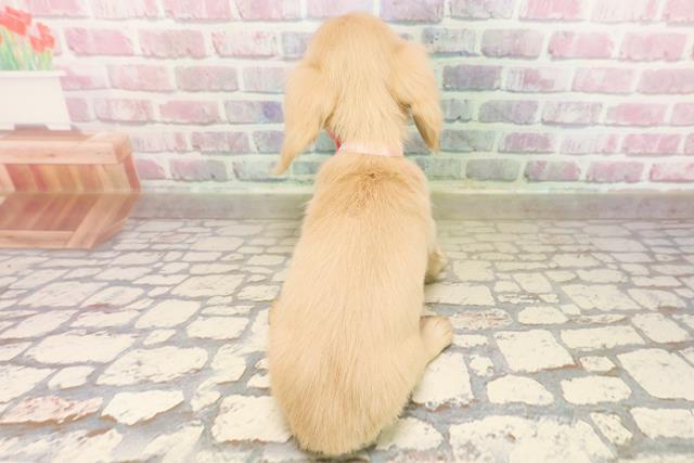 福島県のカニンヘンダックスフンド(ロング) (Coo&RIKU会津若松店/2025年8月24日生まれ/女の子/イエロー)の子犬の4枚目の画像