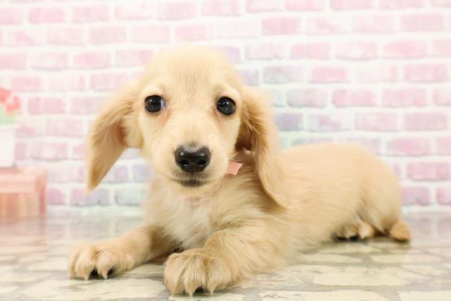 秋田県のカニンヘンダックスフンド(ロング) (Coo&RIKU秋田店/2025年8月24日生まれ/女の子/イエロー)の子犬の2枚目の画像