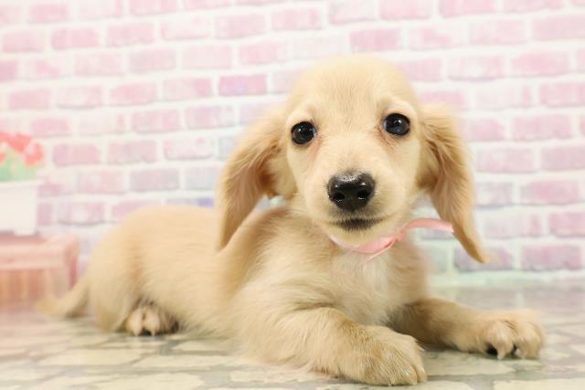 秋田県のカニンヘンダックスフンド(ロング) (Coo&RIKU秋田店/2025年8月24日生まれ/女の子/イエロー)の子犬の3枚目の画像