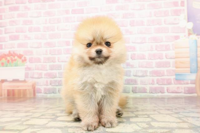 沖縄県のポメラニアン (Coo&RIKUイオン北谷店/2025年8月26日生まれ/男の子/オレンジ)の子犬の1枚目の画像