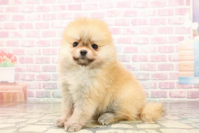 沖縄県のポメラニアン (Coo&RIKUイオン北谷店/2025年8月26日生まれ/男の子/オレンジ)の子犬の2枚目の画像