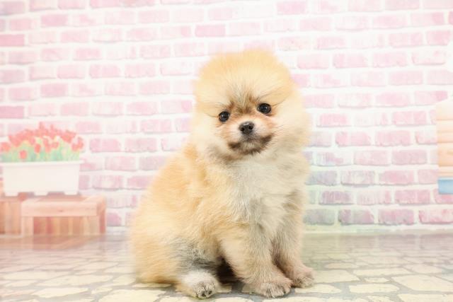 沖縄県のポメラニアン (Coo&RIKUイオン北谷店/2025年8月26日生まれ/男の子/オレンジ)の子犬の3枚目の画像