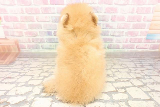 沖縄県のポメラニアン (Coo&RIKUイオン北谷店/2025年8月26日生まれ/男の子/オレンジ)の子犬の4枚目の画像