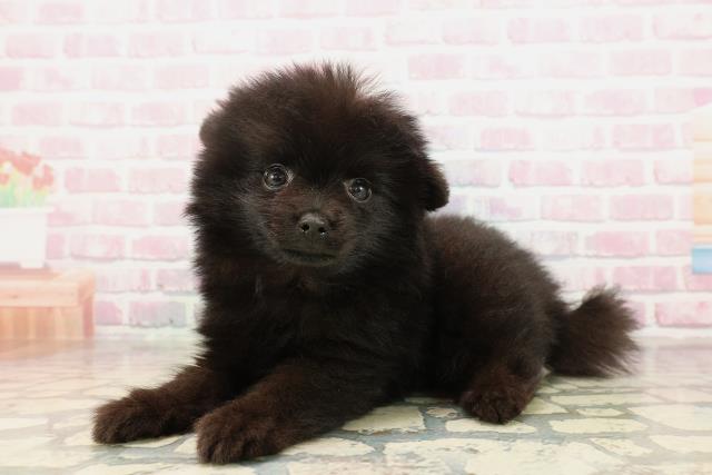 2025年8月24日生まれのポメラニアンの2枚目の写真