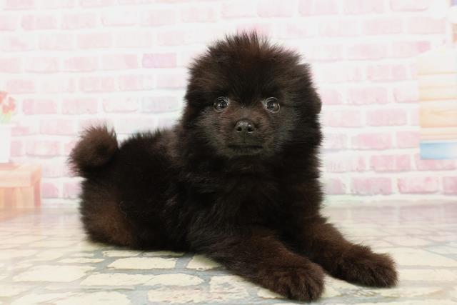 2025年8月24日生まれのポメラニアンの3枚目の写真