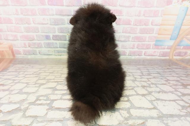 2025年8月24日生まれのポメラニアンの4枚目の写真