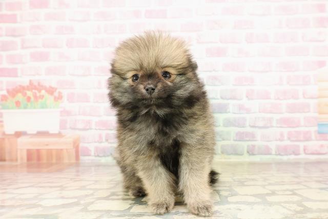 福島県のポメラニアン (Coo&RIKU会津若松店/2025年8月24日生まれ/女の子/オレンジ)の子犬の1枚目の画像