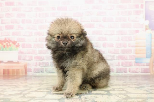 福島県のポメラニアン (Coo&RIKU会津若松店/2025年8月24日生まれ/女の子/オレンジ)の子犬の2枚目の画像