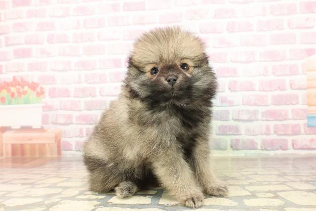 福島県のポメラニアン (Coo&RIKU会津若松店/2025年8月24日生まれ/女の子/オレンジ)の子犬の3枚目の画像