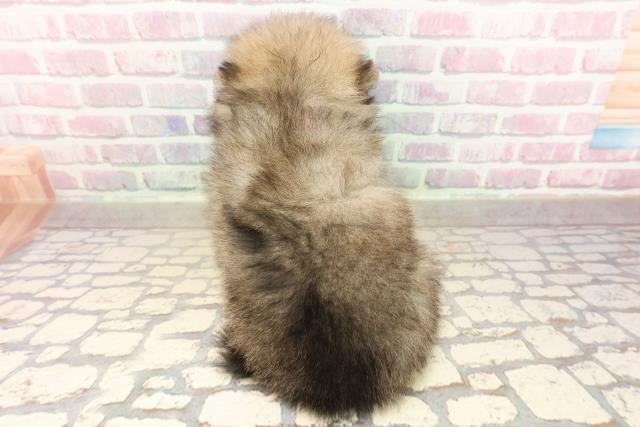 福島県のポメラニアン (Coo&RIKU会津若松店/2025年8月24日生まれ/女の子/オレンジ)の子犬の4枚目の画像