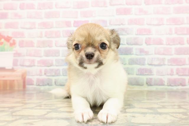 チワワ(ロングコート)