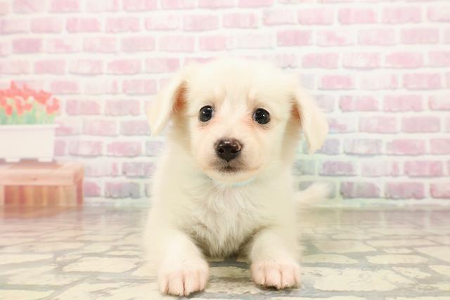 神奈川県のポメックス(ポメラニアン×ダックス) (Coo&RIKU横浜青葉店/2025年8月25日生まれ/男の子/クリーム)の子犬の1枚目の画像