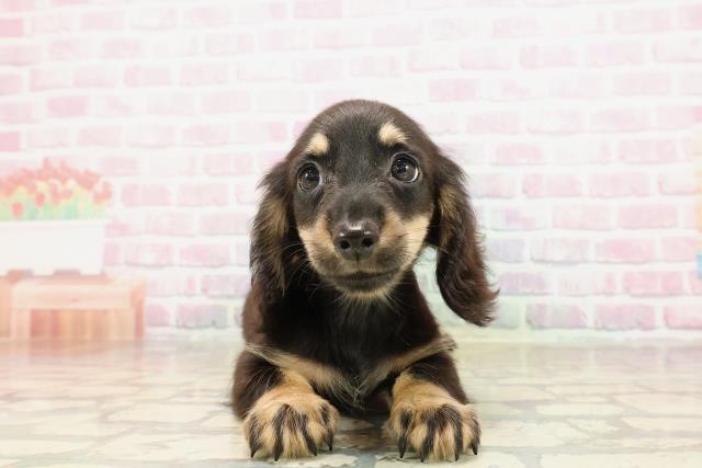 ミニチュア・ダックスフンド