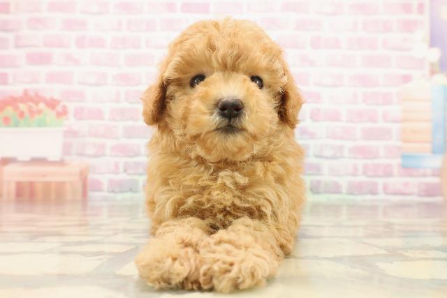 東京都のトイプードル(トイ) (Coo&RIKU秋葉原店/2025年8月19日生まれ/女の子/アプリコット)の子犬の1枚目の画像