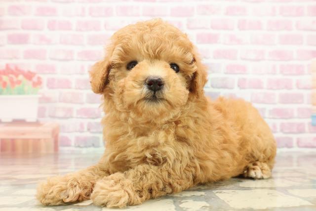 東京都のトイプードル(トイ) (Coo&RIKU秋葉原店/2025年8月19日生まれ/女の子/アプリコット)の子犬の2枚目の画像