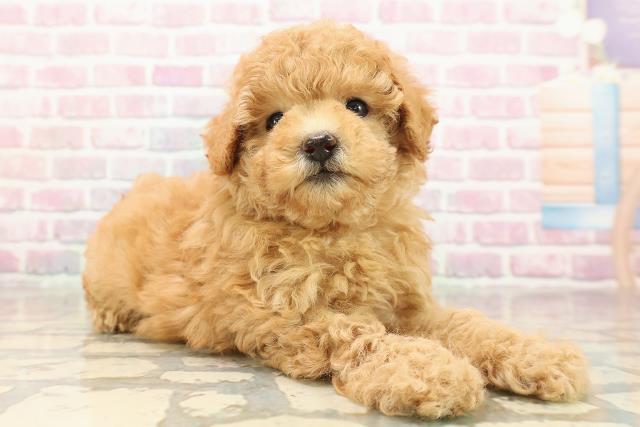 東京都のトイプードル(トイ) (Coo&RIKU秋葉原店/2025年8月19日生まれ/女の子/アプリコット)の子犬の3枚目の画像