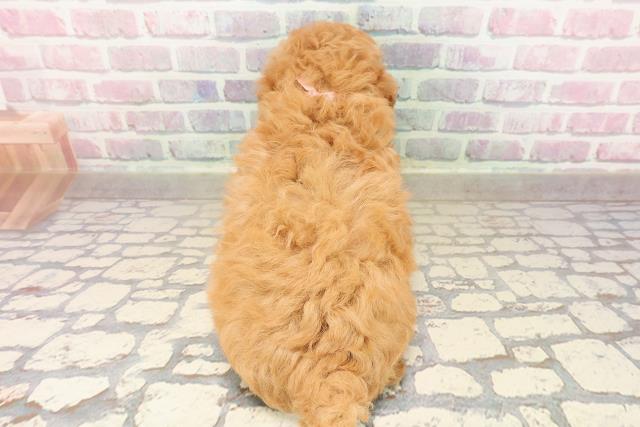 東京都のトイプードル(トイ) (Coo&RIKU秋葉原店/2025年8月19日生まれ/女の子/アプリコット)の子犬の4枚目の画像