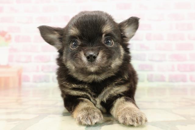 東京都のチワワ(ロング) (Coo&RIKU広尾店/2025年8月22日生まれ/男の子/ブラックタン)の子犬の1枚目の画像