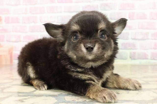 東京都のチワワ(ロング) (Coo&RIKU広尾店/2025年8月22日生まれ/男の子/ブラックタン)の子犬の3枚目の画像