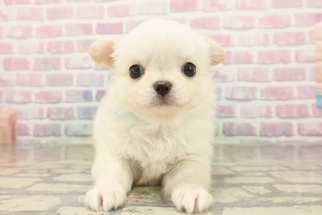 東京都のチワワ(ロング) (Coo&RIKU吉祥寺店/2025年8月26日生まれ/男の子/クリームホワイト)の子犬の1枚目の画像