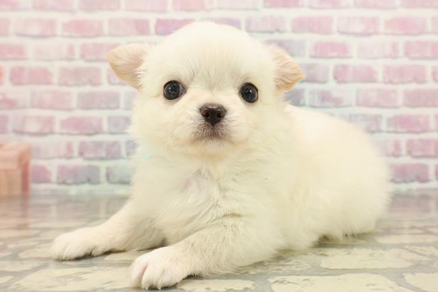 東京都のチワワ(ロング) (Coo&RIKU吉祥寺店/2025年8月26日生まれ/男の子/クリームホワイト)の子犬の2枚目の画像