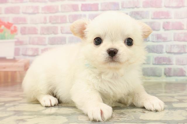 東京都のチワワ(ロング) (Coo&RIKU吉祥寺店/2025年8月26日生まれ/男の子/クリームホワイト)の子犬の3枚目の画像