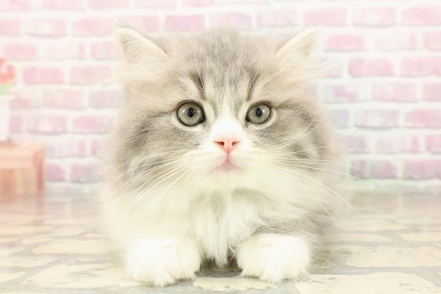 スコティッシュフォールド（立ち耳）