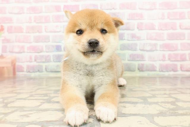 東京都の豆柴 (Coo&RIKU新宿三丁目店/2025年8月25日生まれ/男の子/赤)の子犬の1枚目の画像