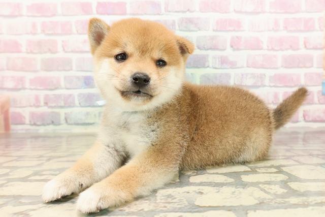 東京都の豆柴 (Coo&RIKU新宿三丁目店/2025年8月25日生まれ/男の子/赤)の子犬の2枚目の画像