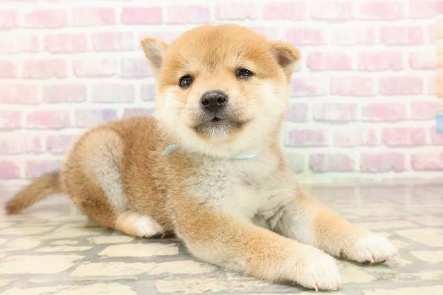 東京都の豆柴 (Coo&RIKU新宿三丁目店/2025年8月25日生まれ/男の子/赤)の子犬の3枚目の画像