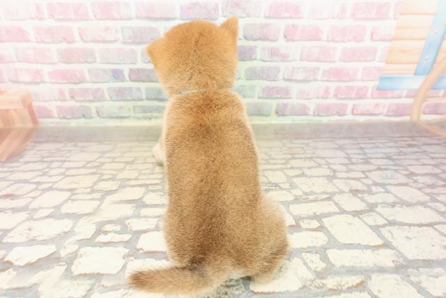 東京都の豆柴 (Coo&RIKU新宿三丁目店/2025年8月25日生まれ/男の子/赤)の子犬の4枚目の画像