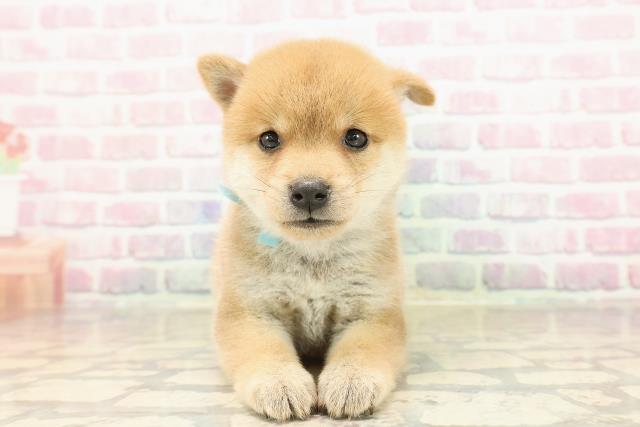 東京都の豆柴 (Coo&RIKU中野サンモール店/2025年8月25日生まれ/男の子/赤)の子犬の1枚目の画像