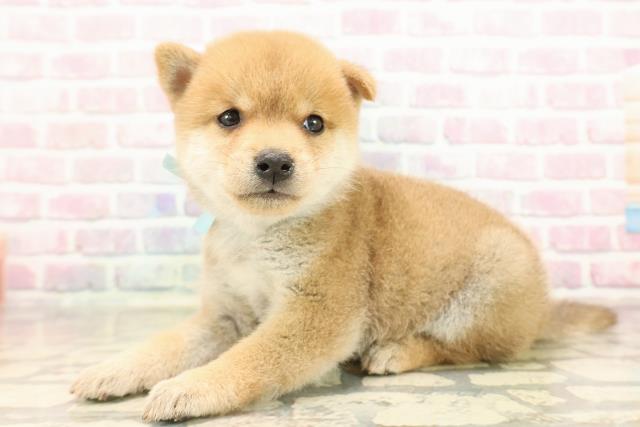 東京都の豆柴 (Coo&RIKU中野サンモール店/2025年8月25日生まれ/男の子/赤)の子犬の2枚目の画像