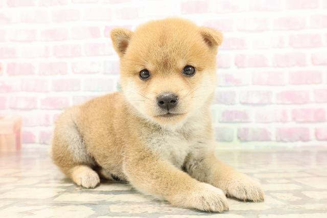 東京都の豆柴 (Coo&RIKU中野サンモール店/2025年8月25日生まれ/男の子/赤)の子犬の3枚目の画像