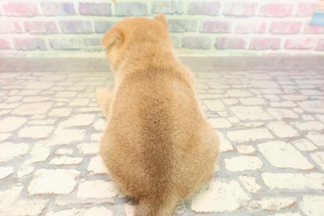 東京都の豆柴 (Coo&RIKU中野サンモール店/2025年8月25日生まれ/男の子/赤)の子犬の4枚目の画像
