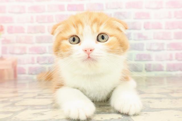 スコティッシュフォールド
