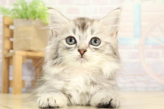 三重県のラガマフィン (Coo&RIKU津高茶屋店/2025年8月12日生まれ/女の子/ブルータビー)の子猫の1枚目の画像