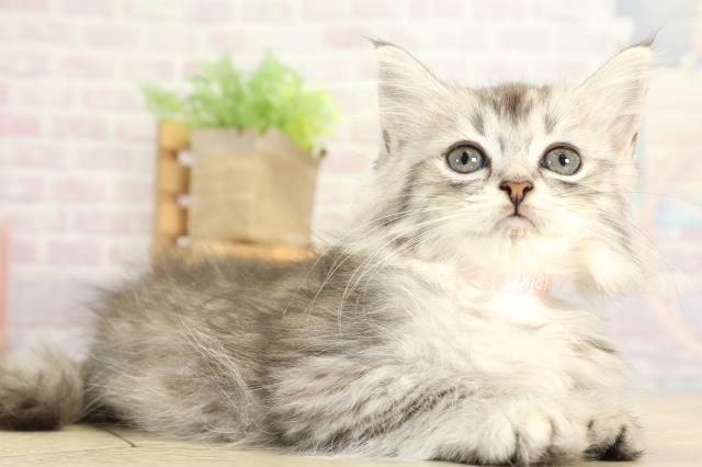 三重県のラガマフィン (Coo&RIKU津高茶屋店/2025年8月12日生まれ/女の子/ブルータビー)の子猫の2枚目の画像
