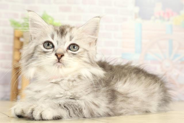 三重県のラガマフィン (Coo&RIKU津高茶屋店/2025年8月12日生まれ/女の子/ブルータビー)の子猫の3枚目の画像