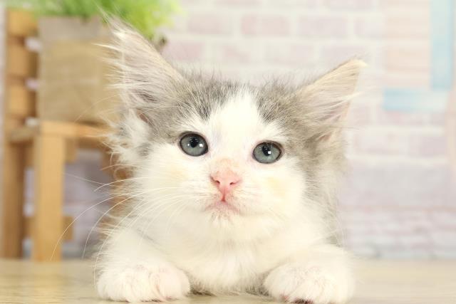 ノルウェージャン・フォレストキャット