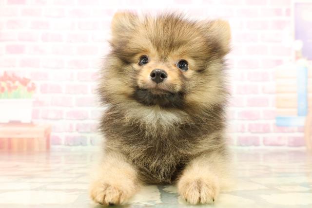 東京都のポメラニアン (Coo&RIKU練馬店/2025年8月20日生まれ/男の子/オレンジセーブル)の子犬の1枚目の画像