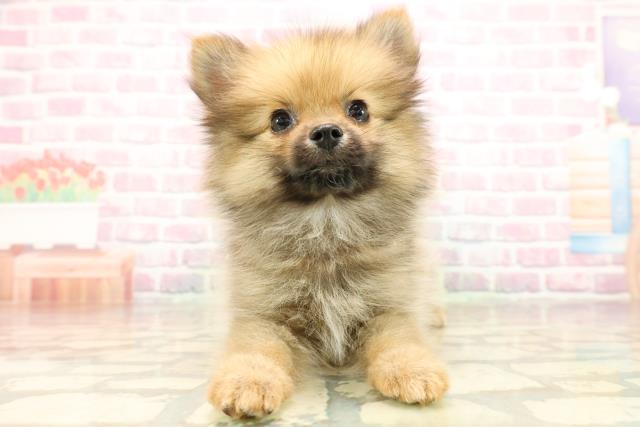 東京都のポメラニアン (Coo&RIKU板橋店/2025年8月20日生まれ/女の子/オレンジ)の子犬の1枚目の画像