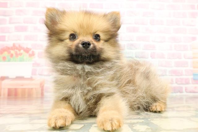 東京都のポメラニアン (Coo&RIKU板橋店/2025年8月20日生まれ/女の子/オレンジ)の子犬の2枚目の画像