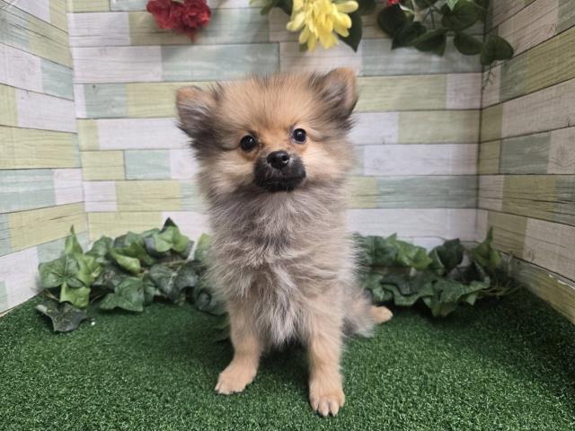 東京都のポメラニアン (Coo&RIKU板橋店/2025年8月20日生まれ/女の子/オレンジ)の子犬の3枚目の画像