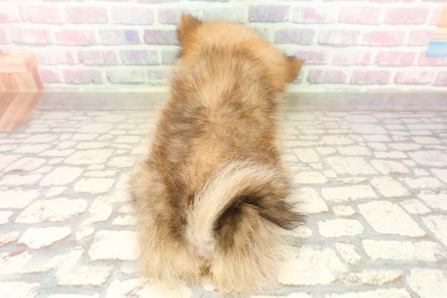 東京都のポメラニアン (Coo&RIKU板橋店/2025年8月20日生まれ/女の子/オレンジ)の子犬の4枚目の画像