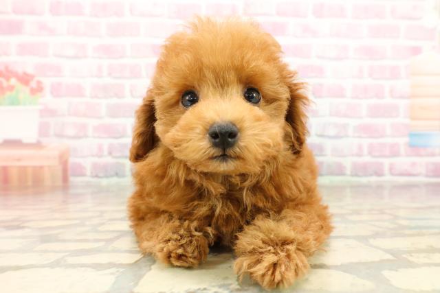 埼玉県のトイプードル(トイ) (Coo&RIKU所沢店/2025年8月20日生まれ/男の子/レッド)の子犬